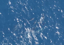 APEM common dolphins